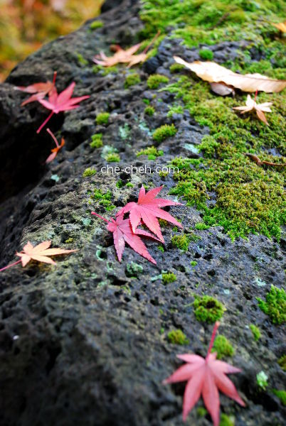 Autumn At Mishima City Park Rakujuen 三島市立公園 楽寿園 @ Mishima